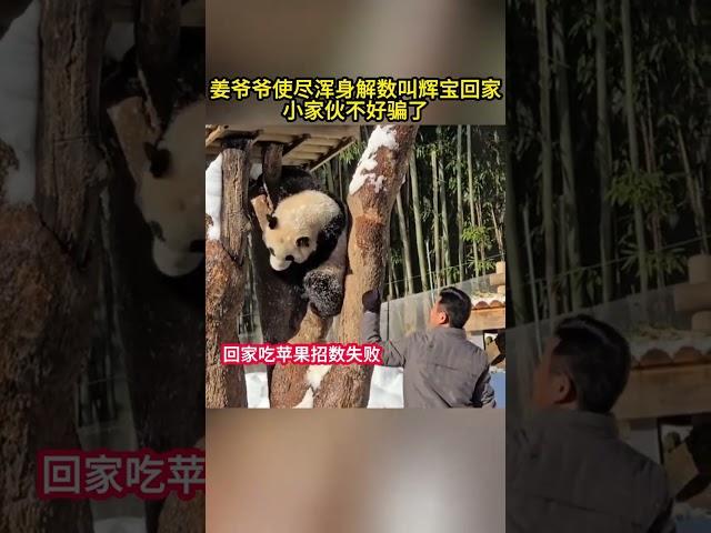 小家伙不好骗了。反正就是不回家，#睿宝辉宝#一方水土养一方熊猫