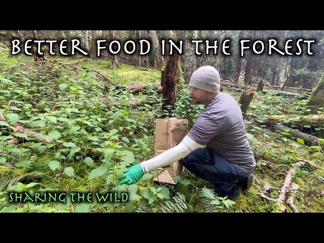 Foraging For Wild Edibles & Making A Big Haul Of Stinging Nettles - A Very Cool Plant