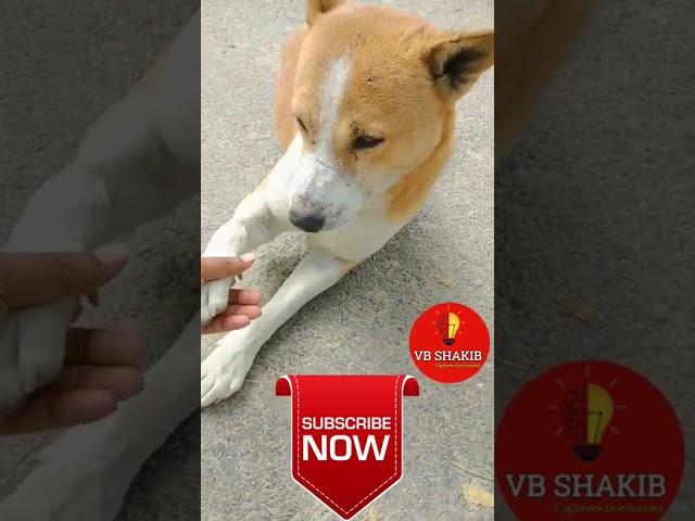 My cute dog #short #dog #vb #vb