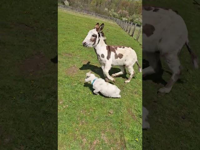Donkey Grabs Baby Goat and Runs Around Field