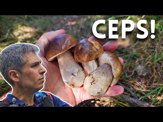 Ceps al Ripollès! 4rt dia anant a buscar bolets