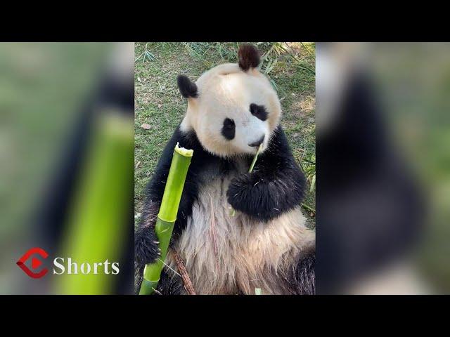 PANDA MUKBANG1: A super cute panda eating show is here for you! 熊猫吃播看过吗，超级可爱！