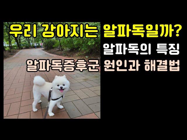 우리 강아지는 알파독일까? 알파독의 특징과 알파독증후군 원인과 해결방법