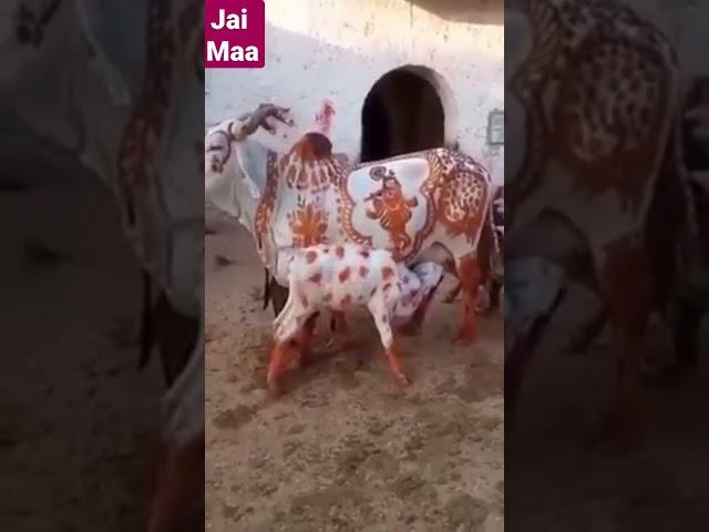 #cow #feed #cowlover #viralshorts @bharatindiatv @HappyCow888 @animalcute6930