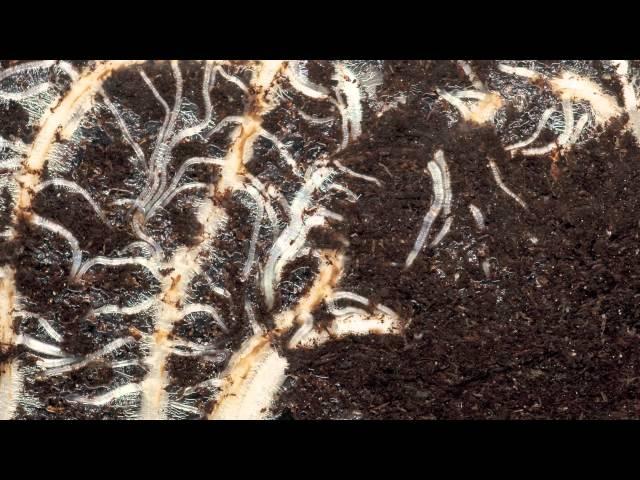 Corn roots time lapse