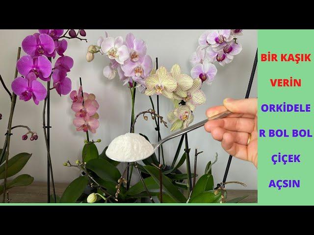 Give a spoonful orchids will bloom abundantly and give healthy roots, Secret fertilizer for orchids