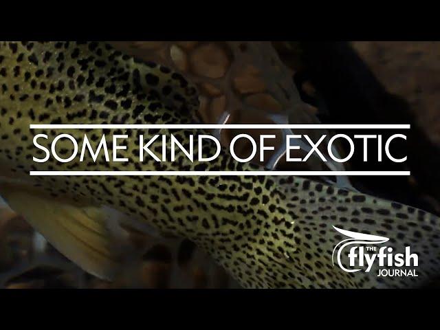 SOME KIND OF EXOTIC: Fernie, B.C. Cutthroat with Hilary Hutcheson