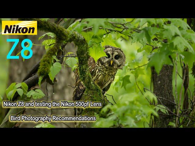 Nikon Z8 with the Nikon 500mm PF f/5.6e Lens for Bird Photography Recommendations