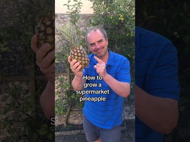 Grow a pineapple from the supermarket #growyourownfood #growyourgroceries #growyourown