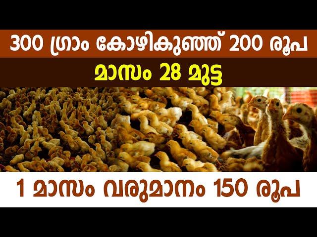 100 കോഴിയുണ്ടെങ്കിൽ ഒരു പണിക്കും പോവേണ്ട, അത് 500 ആയാൽ ?