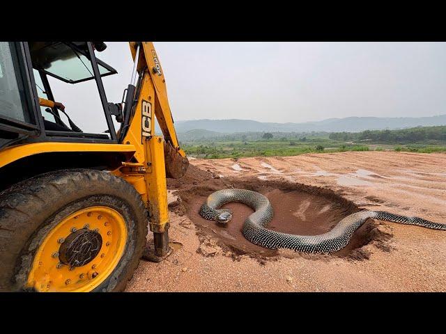 JCB | The Excavator Loading Trucks scary With Big Snake Durning New Home Construction