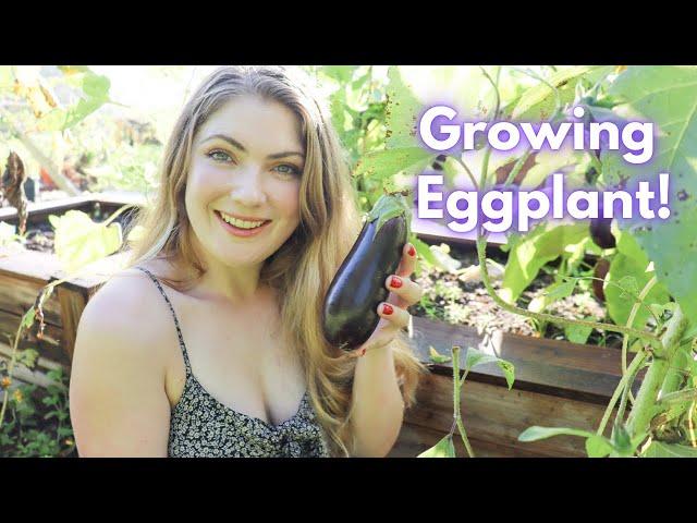 HOW TO GROW: EGGPLANT! + *TIPS* To Maximize Your Eggplant Harvest! 