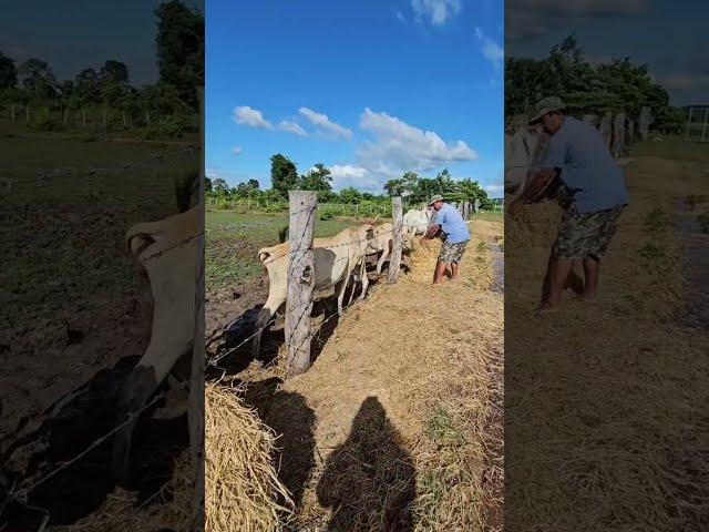 Camnodia Trip Countryside Snoeng Battambang, Cambodia | Khmer Vlog