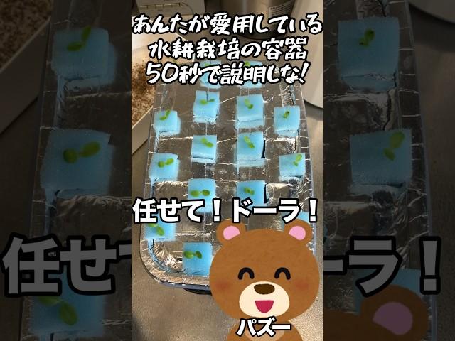 私が愛用している水耕栽培の容器50秒で説明する動画　#家庭菜園 #水耕栽培 #レタス水耕栽培 #レタス#タッパー#ズボラ主婦 #フリルレタス #リーフレタス #野菜