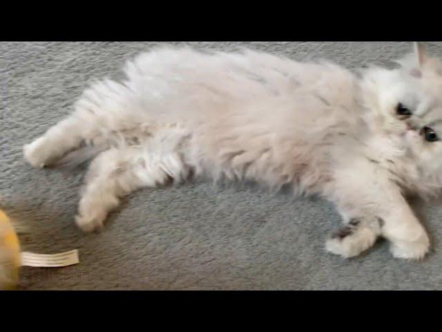 22 03 19 Persian Kitten Grasshopper SanitaryTrim Demo