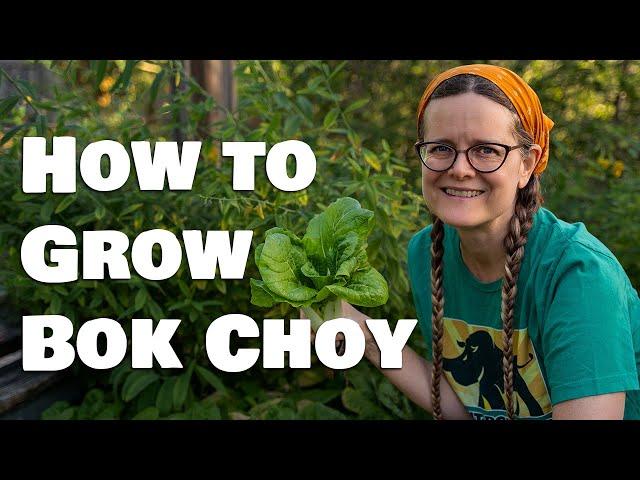 How to Grow Bok Choy, Pak Choi or Chinese Cabbage from Seed