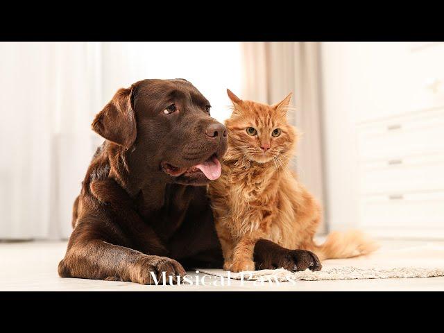 Healing Sleep Music For Dogs & Cat! Pet's Favorite Music  reduce Dog & Cat Stress when Home Alone