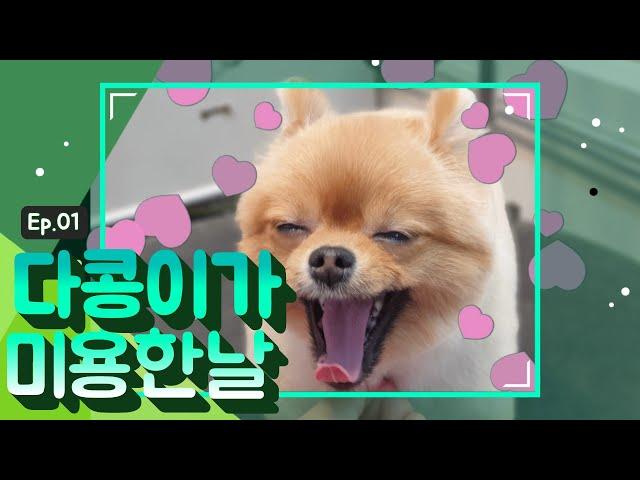 다콩이가 미용한 날 (효과음 교체본)