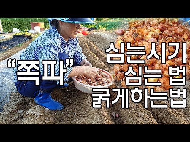 쪽파 심는시기 쪽파심는법 굵게하는법 - Scallions planting