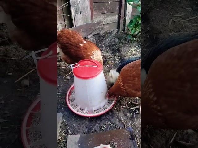 #breakfast ready #chicken #hens #poultry #eggs #uk #india #farm #bangladesh #indonesia #usa #wild