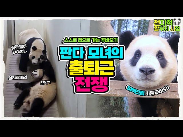(SUB) Lovely Fubao, she can go to and from work alone well! Commuting Fancam│Everland Panda Fubao