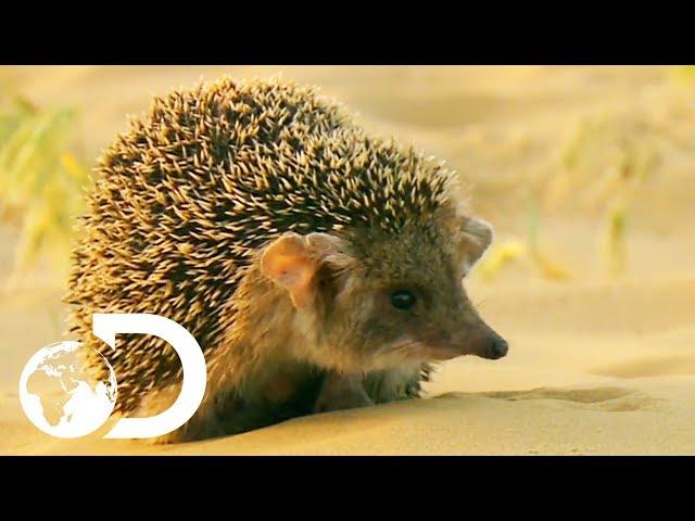 Cute But Vicious Hedgehog Attacks A Deadly Viper | Wildest Middle East