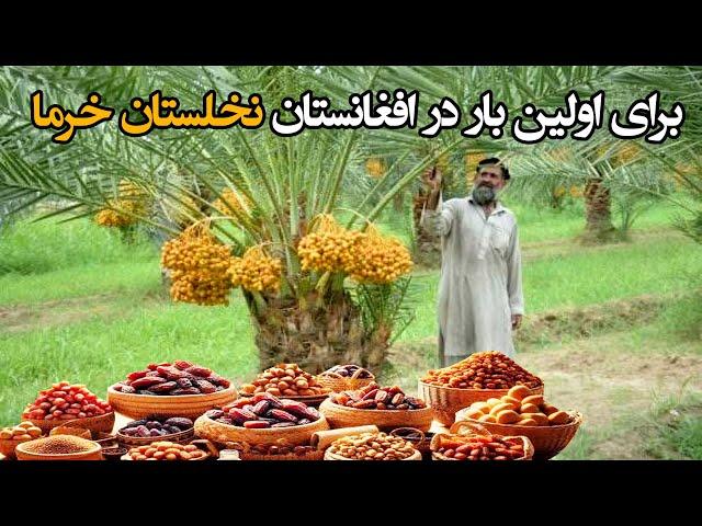 نخستین بار تولید و کشت خرما در افغانستان Date orchards in Afghanistan