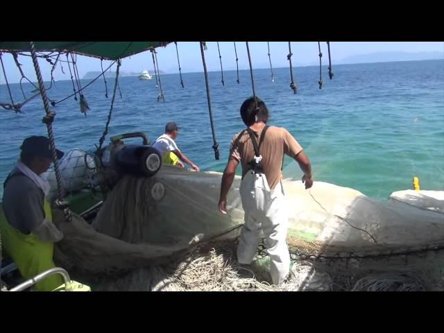 Time of Travel : Japanese Anchovy Fishery in Ibukijima Island Part 2 (Kagawa, Japan)