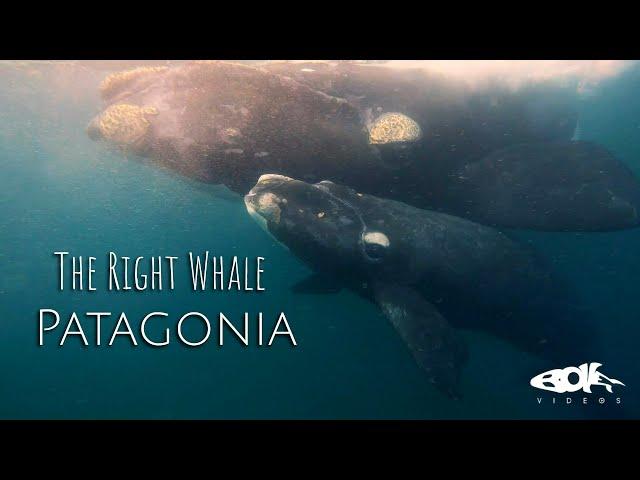 The Right Whale: Patagonia | Nature Documentary