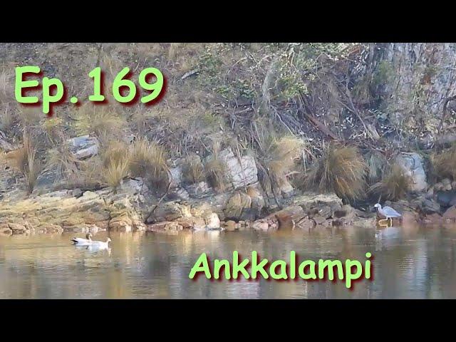 Ep.169. Ankkalampi