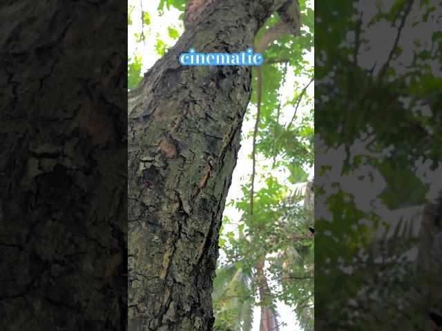 cinematic#md #riyad @ Md Amir hossain riyad️️️
