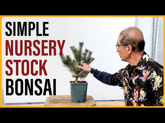 Simple Bonsai Projects for Beginners