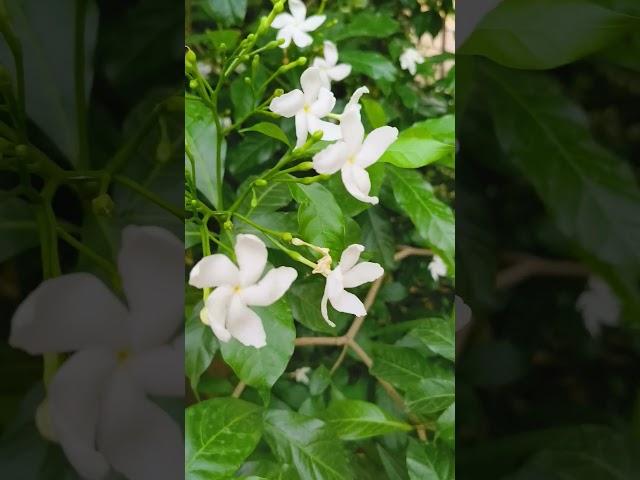 Chandni flowers beauty #gardenplants #garden #facts #experiment #nature