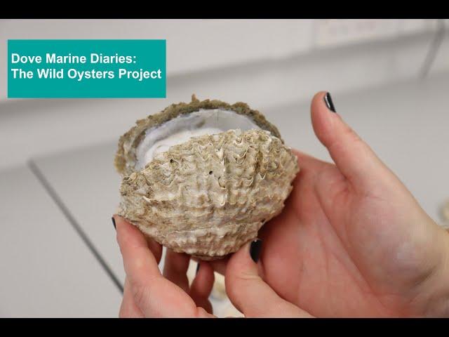 Dove Marine Diaries: The Wild Oysters Project