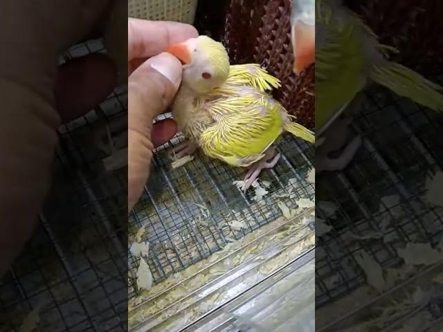 Yellow ringneck parrot chicks  #yellow #ringneckparrot #chicks #viral #sarfaraztaimoor