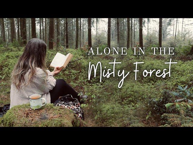 Read with me in the misty forest  English countryside, enchanted music and birds forest ambience