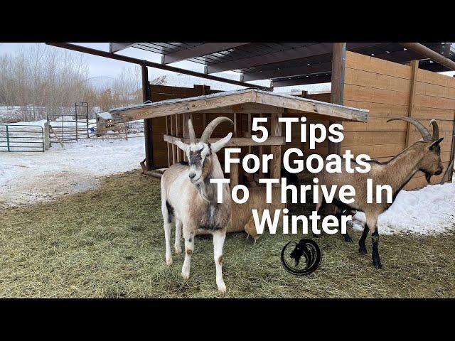 5 Tips For Goats To Thrive In Winter