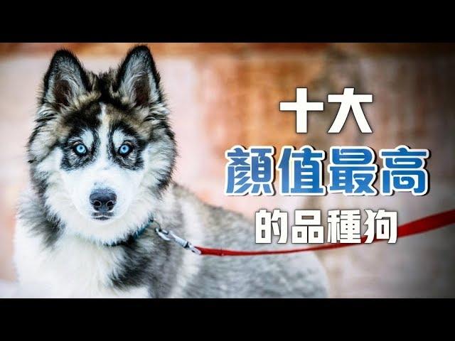 【寵物排行榜】十大最美麗的品種狗，你的孩子有在裡面嗎？