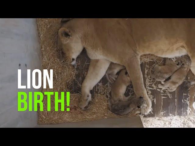 Five Lion Cubs’ Birth Caught On Den Camera at Monarto Safari Park!