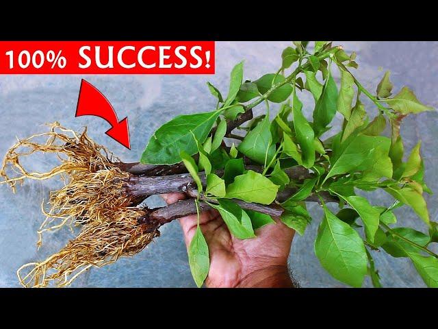 SUPER EASY Method To GROW Bougainvillea From Cuttings