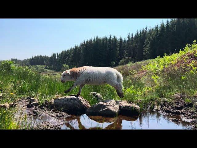 Larry The Lamb - The Journey Back Home