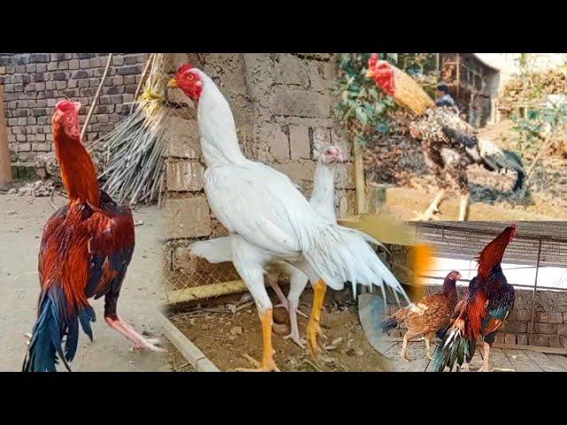 Aseel Roosters | Aseel Murga | Seval | Asil Roosters Video | Landfowls | A One Aseel