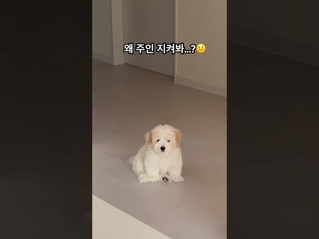 누가 먼지 떨어트리구감  #아기강아지 #강아지 #cotondetulear #강아지일상 #꼬똥 #puppy #꼬똥드툴레아 #반려견 #강아지브이로그 #cutedog #꼬똥감자