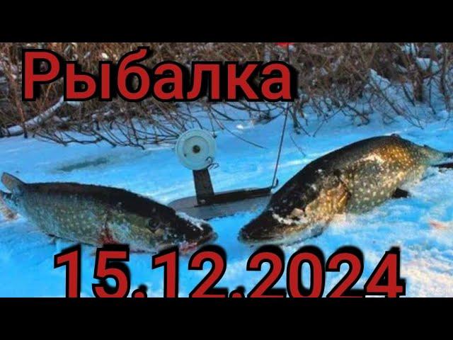 Рыбалка на жерлицы 15 декабря 2024 г. на  лесной реке!Эти дикие рыбины утаскивают живца на дно!