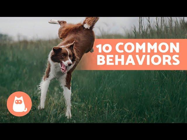 10 COMMON DOG BEHAVIORS Explained 