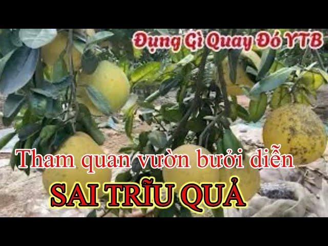 THAM QUAN VƯỜN BƯỞI DIỄN SAI TRĨU QUẢ