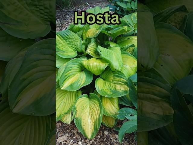 Our Daily Garden: Hosta #shorts #garden #gardening #oregoncoastgardening