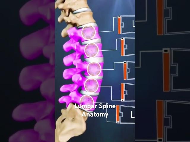Lumbar Spine Anatomy