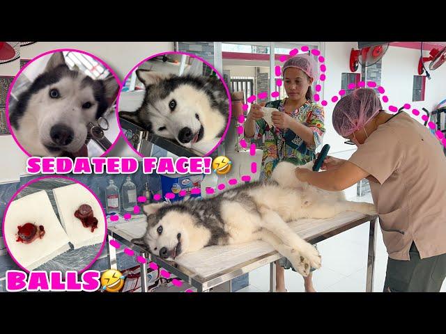 Juno & Doz LOST BALLS! | NUETERED THEM! | Husky Pack TV