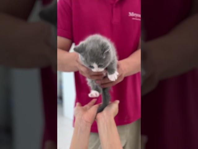 6월 고양이 무료분양 받으러 달려가자! #부산고양이분양 #고양이무료분양